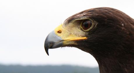 Aigle Royal