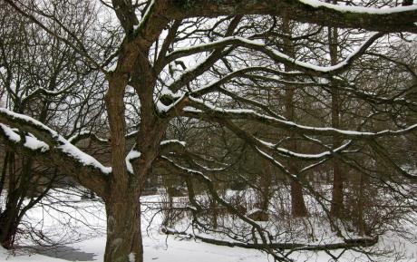 Arbres au bord de l'étang