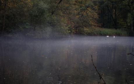 Brume de canards