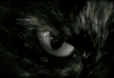 The eye