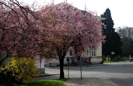 Printemps à Boitsfort