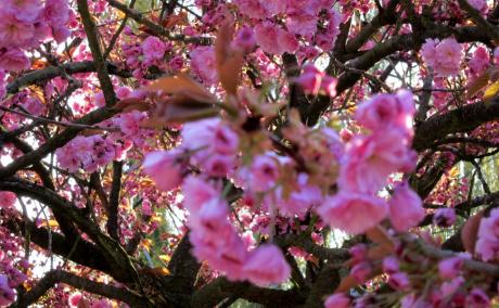 Ils sont en fleur!