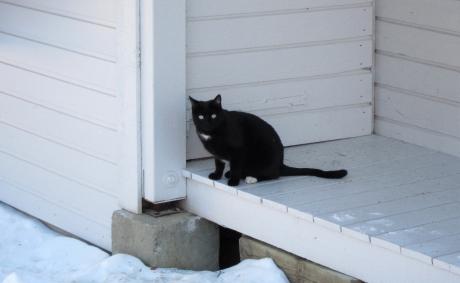 Chat noir sur fond blanc
