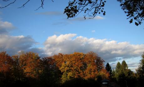 Ciel d'automne sur la forêt