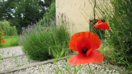Coquelicot