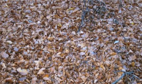 Les feuilles mortes
