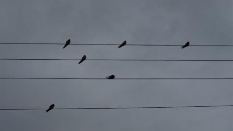 La musique des hirondelles