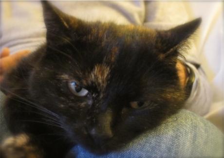 Son chat