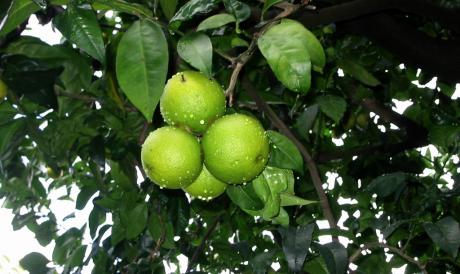 i limoni