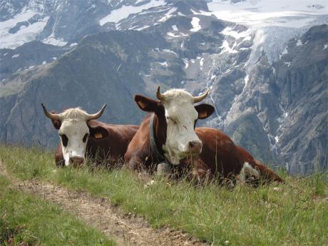 Oh la vache,... Milka!