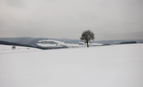 Mon arbre