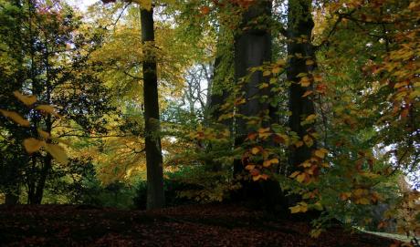 Dans la famille automne, je demande le sous-bois