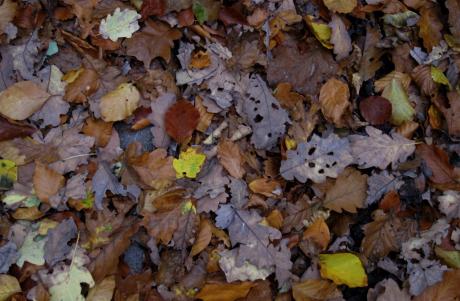 Nature morte, bien morte!