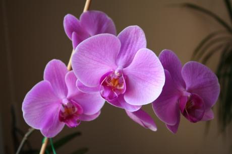 Orchidée pas si sauvage