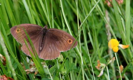 Papillon de jour