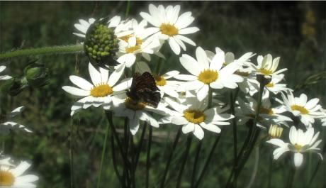 Papillonner c'est ça!