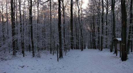 Petit matin sous la neige