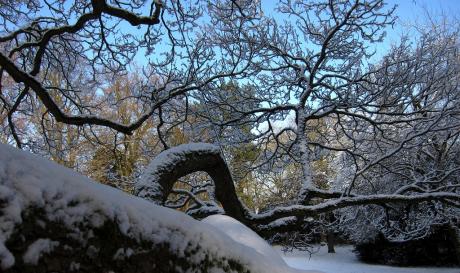 La pieuvre végétale sous la neige