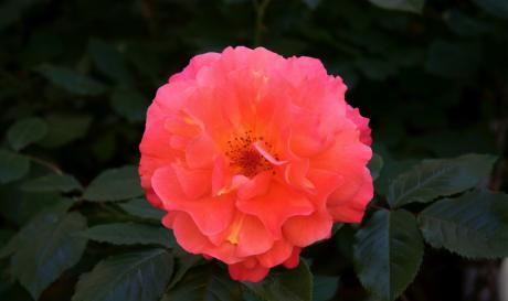 Rose flamboyante!