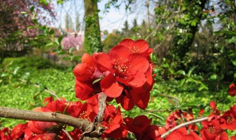Rouges