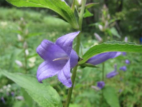 Fleur de montagne